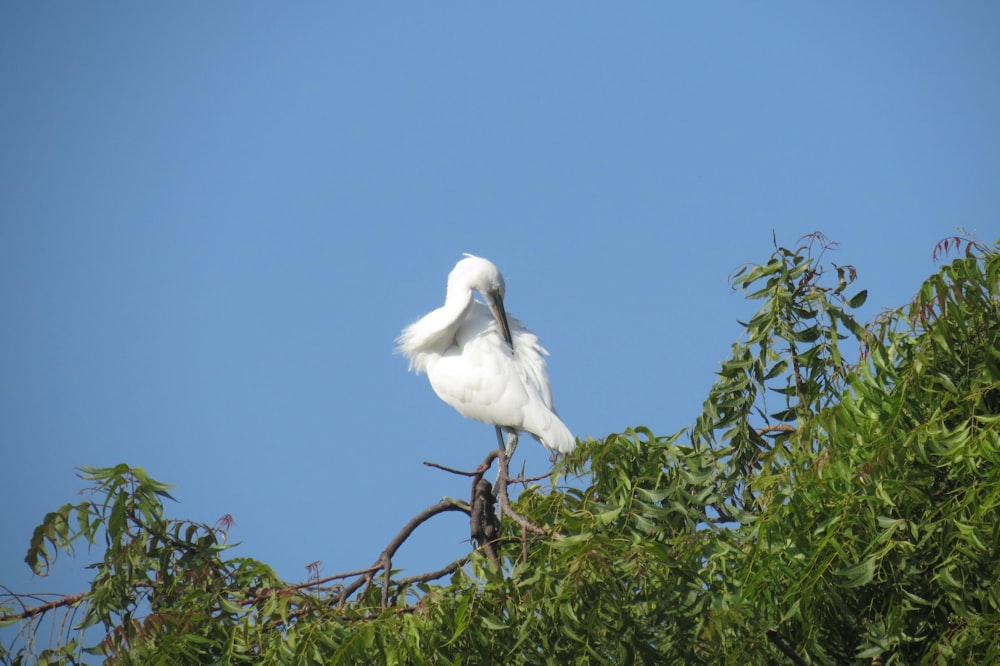 a white bird sitting on top of a tree branch