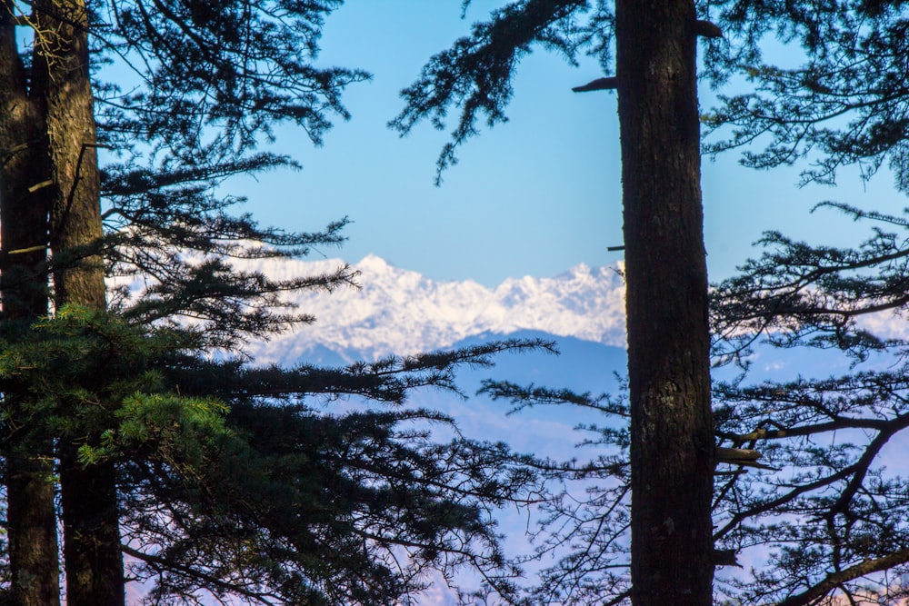 a view of a snowy mountain through the trees