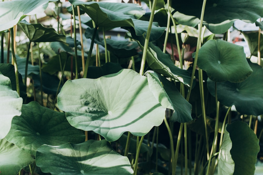 a large group of green leaves in a garden