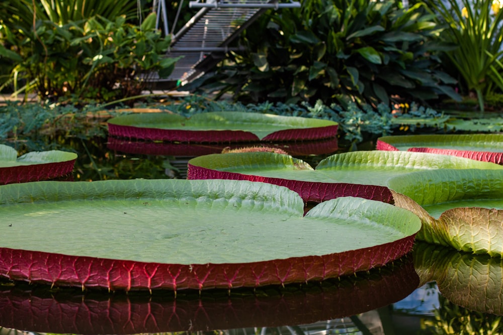 a pond filled with lots of water lilies