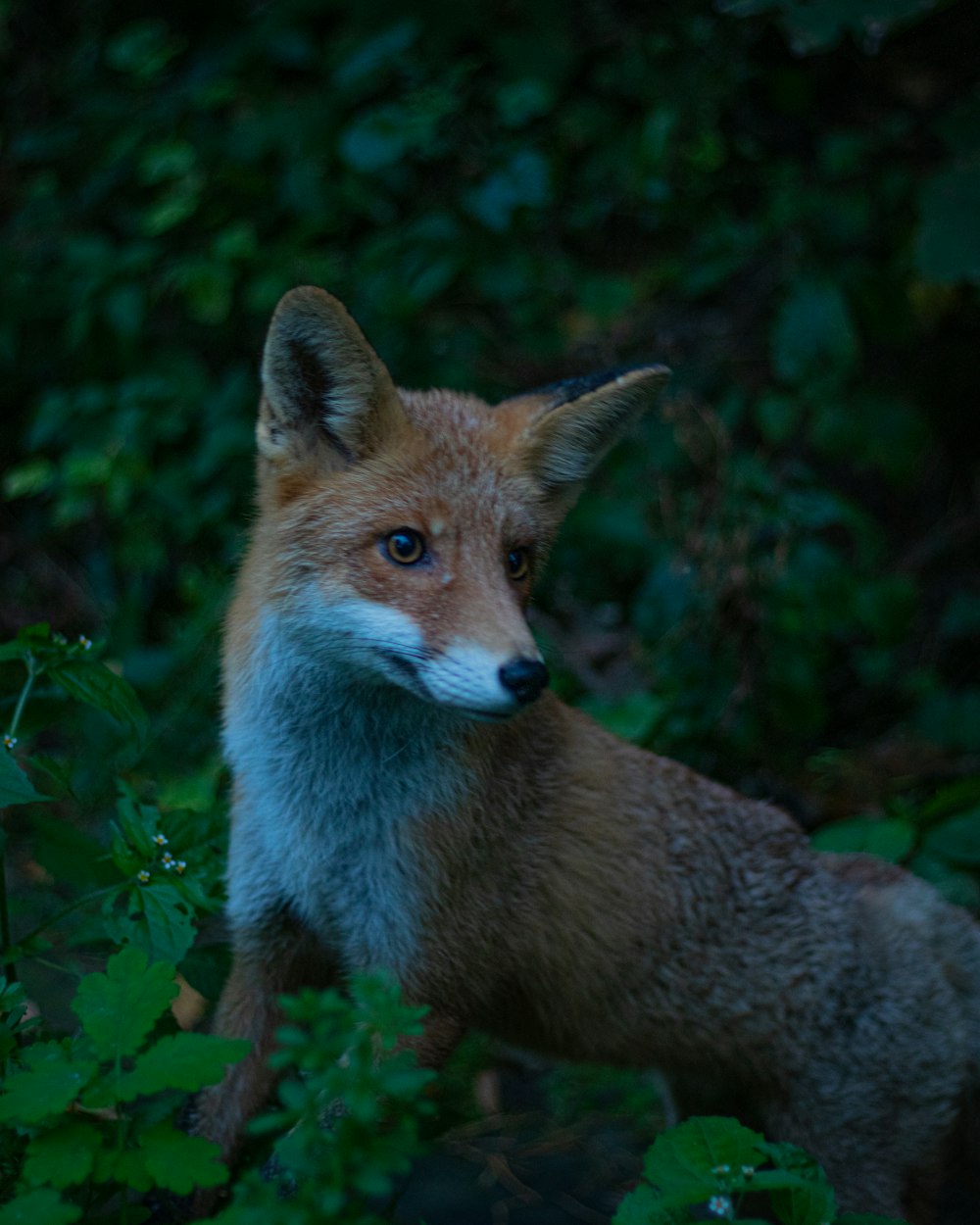 a red fox sitting in the middle of a forest