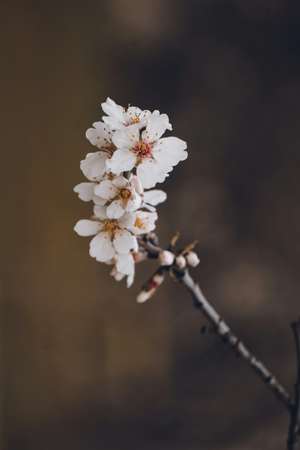 a branch of a tree with white flowers