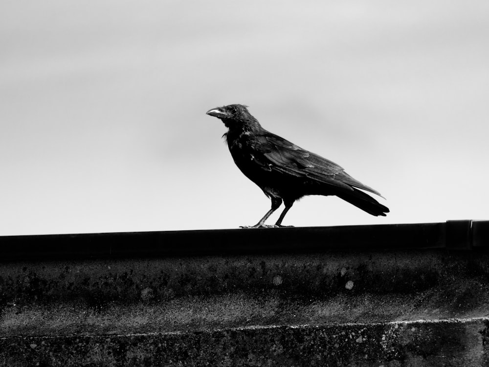 a black bird sitting on top of a roof