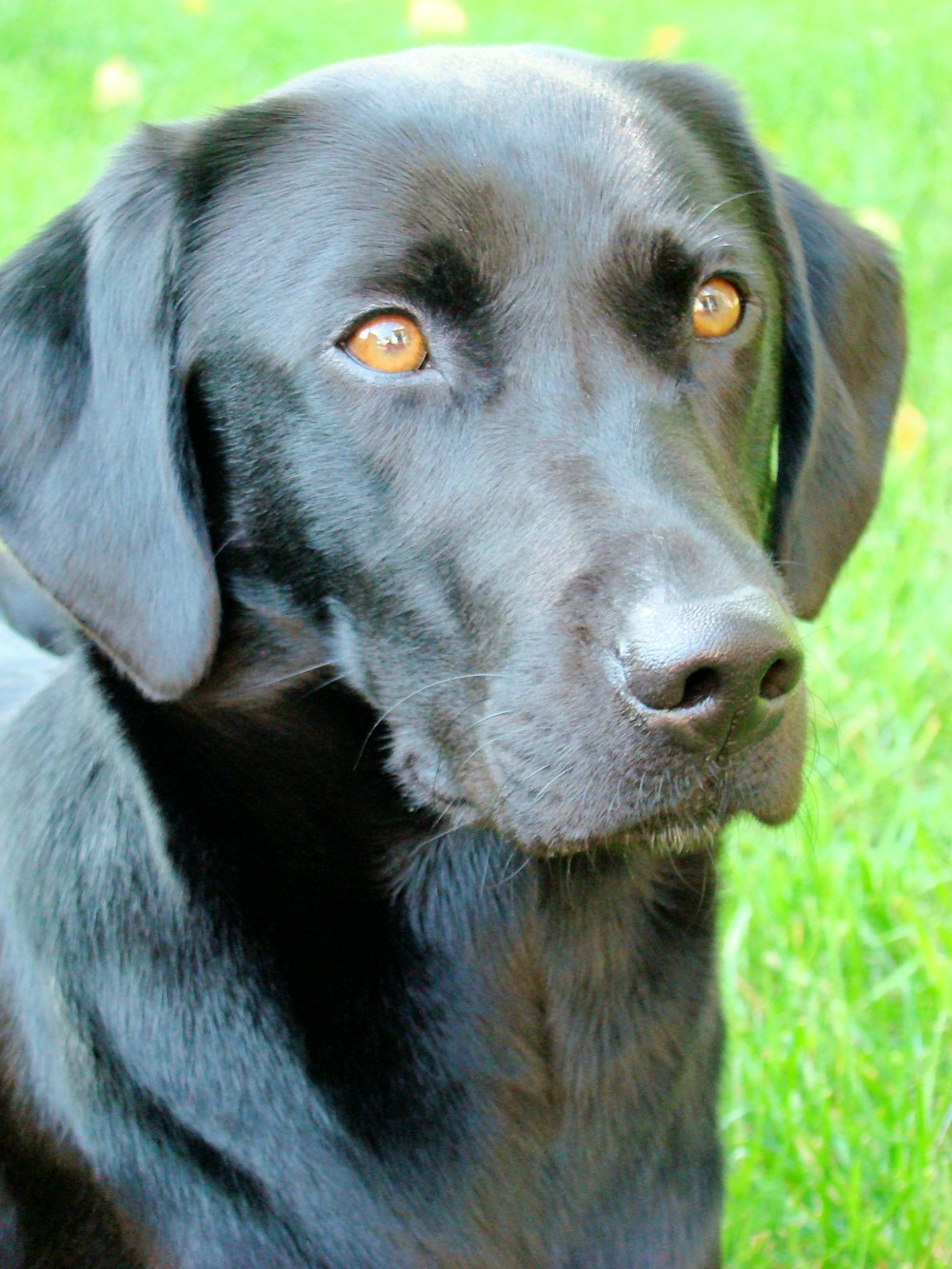 Foto Un perro negro con ojos azules – Imagen Perro gratis en Unsplash