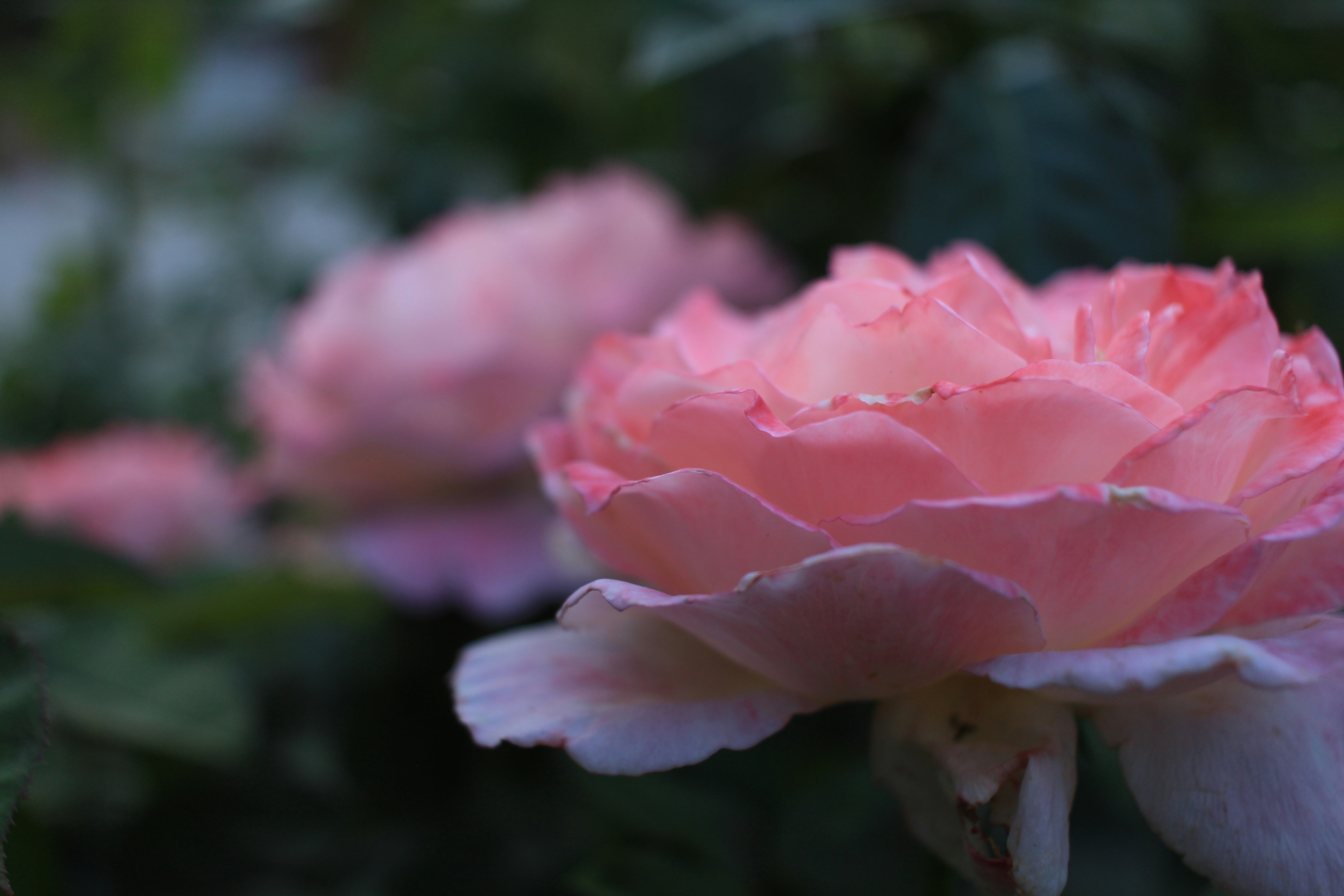 Photo by djburkephotography