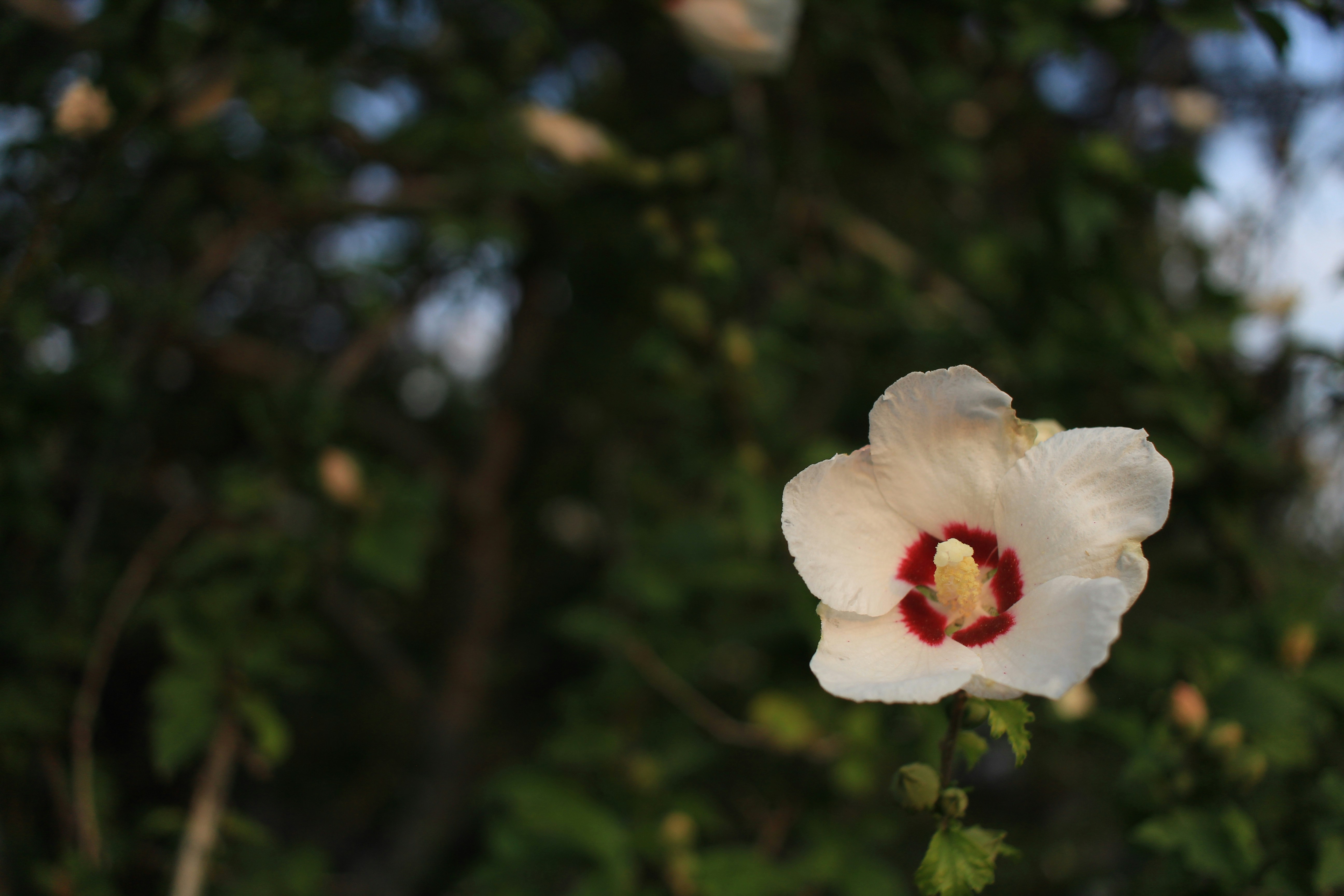 Photo by djburkephotography