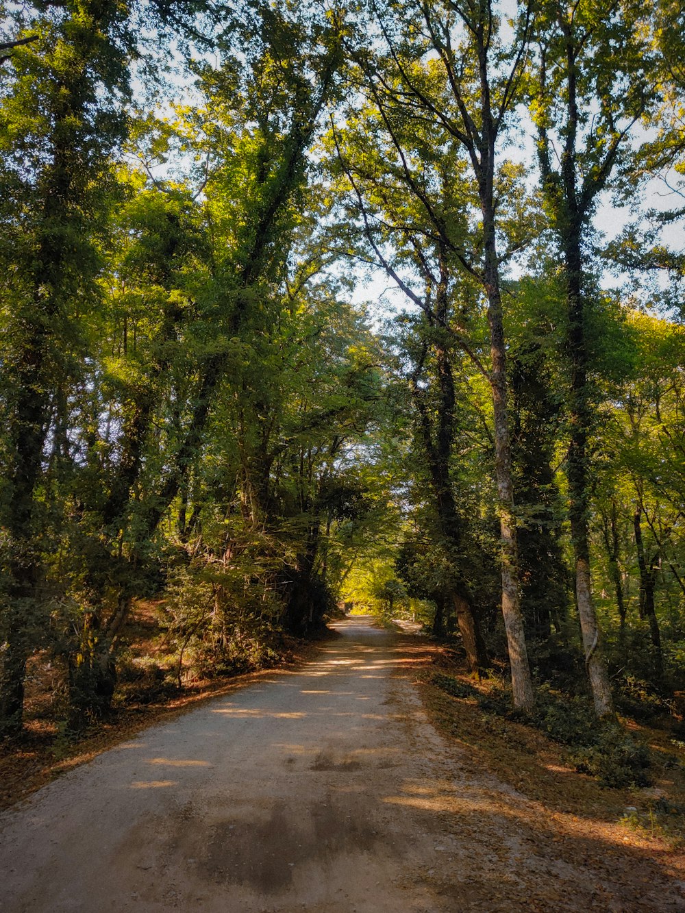 a dirt road surrounded by lots of trees