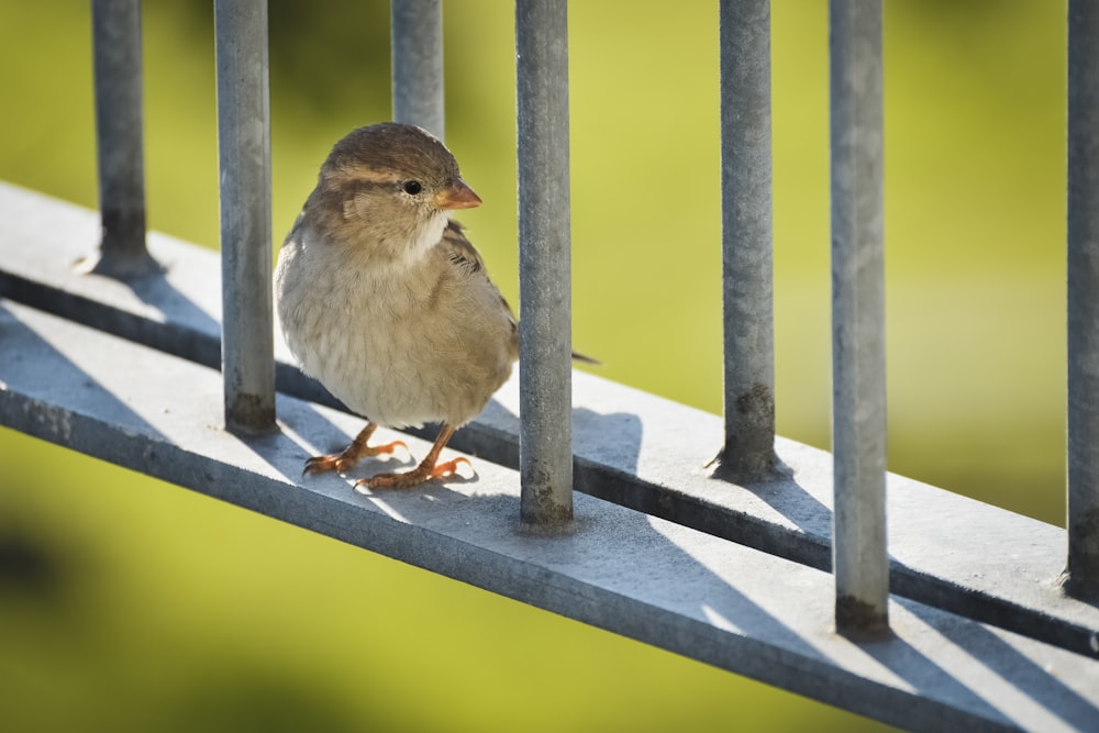 a small bird sitting on a metal rail