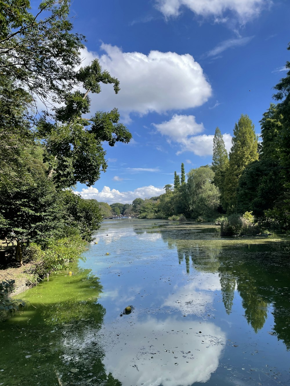 a body of water surrounded by trees and clouds