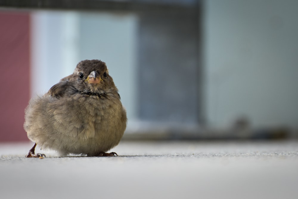 a small bird is standing on the floor