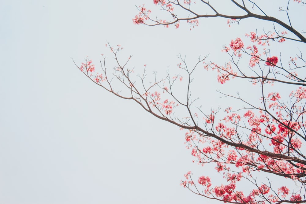 un ramo dell'albero con fiori rossi contro un cielo bianco
