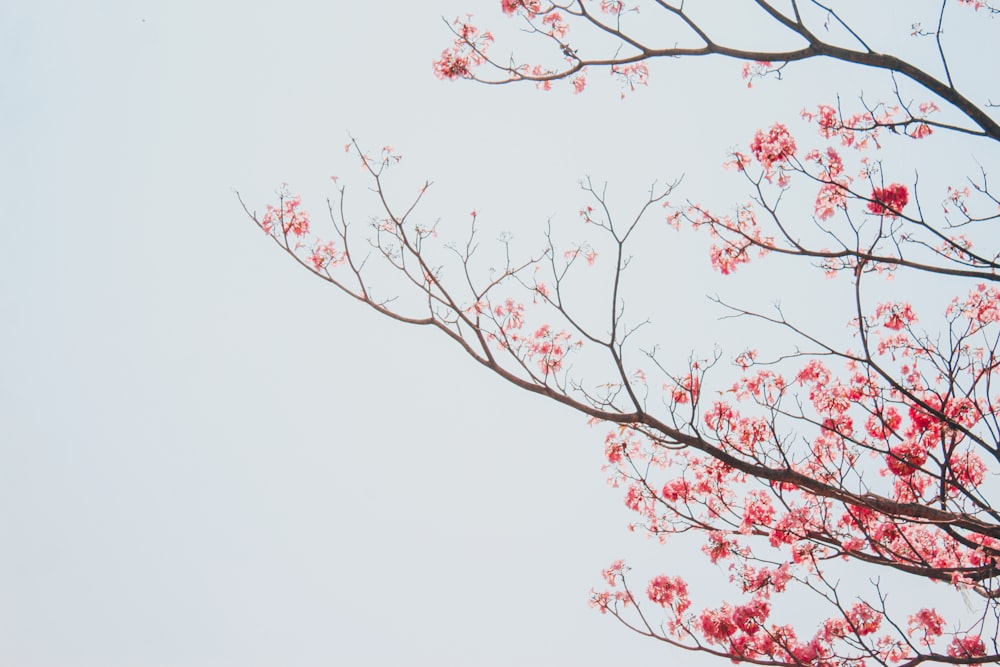 Ein Ast mit roten Blüten vor weißem Himmel