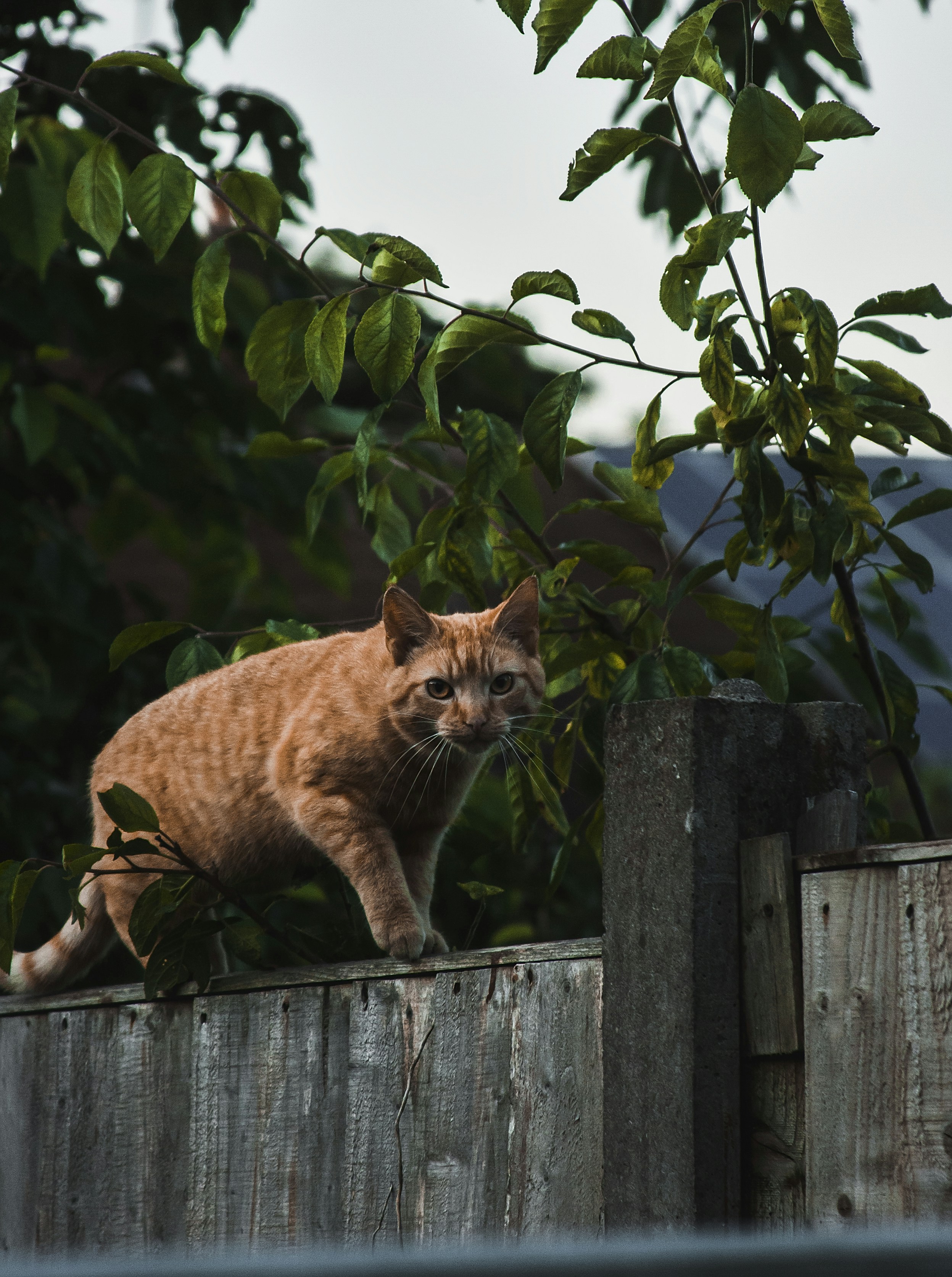 Photo by simoncheung207