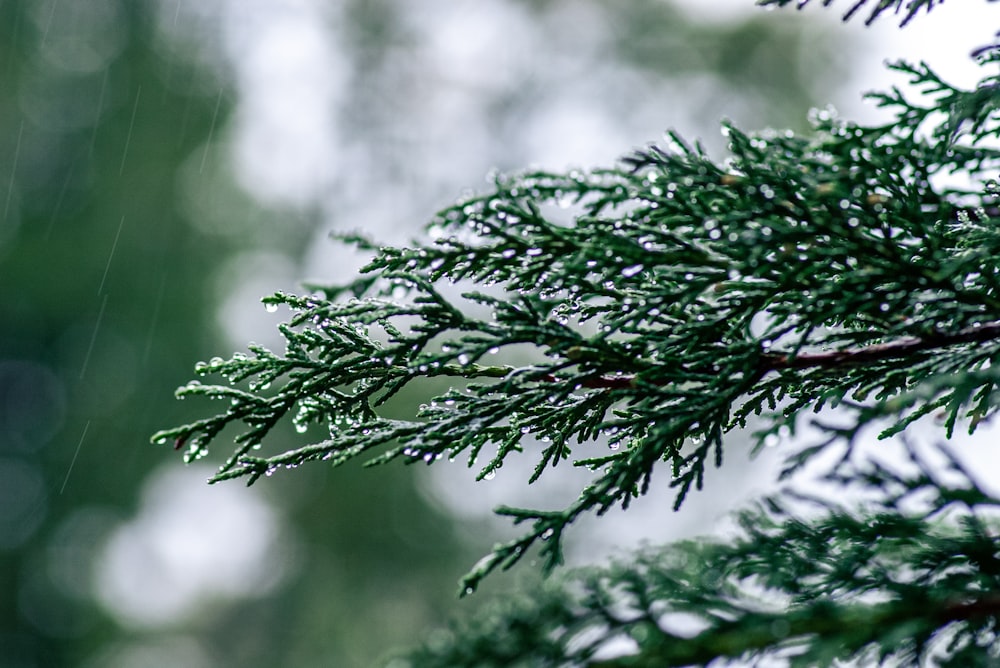 a close up of a tree branch with drops of water on it