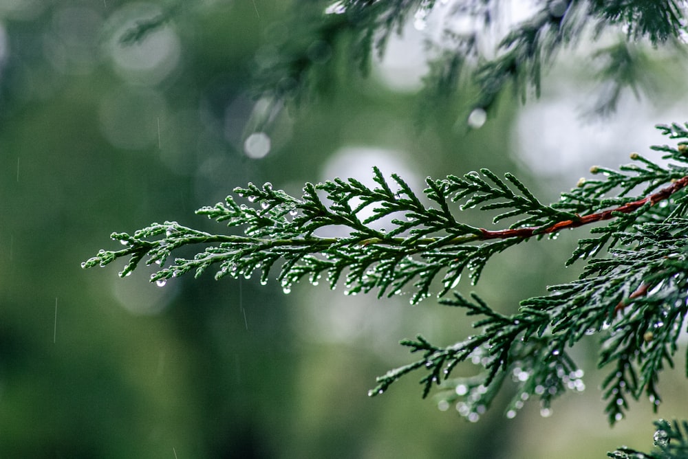 a branch of a tree with drops of water on it