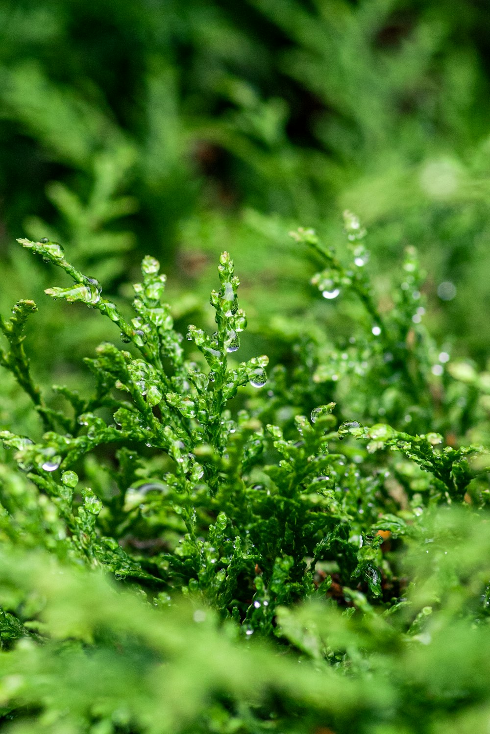 a close up of a plant with drops of water on it