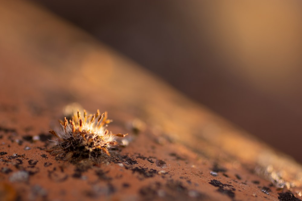 a small plant sprouts out of the dirt