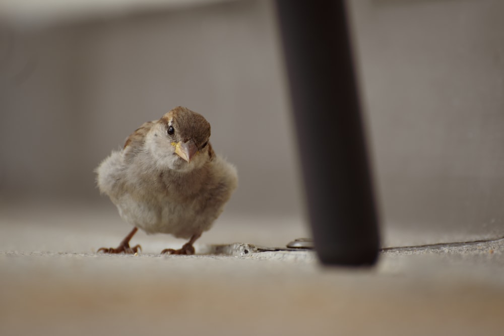 a small bird is standing on the ground