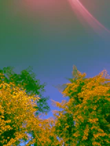 A vibrant nature scene showing a fascinating natural phenomenon under bright sunlight.