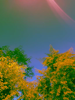 A vibrant nature scene showing a fascinating natural phenomenon under bright sunlight.