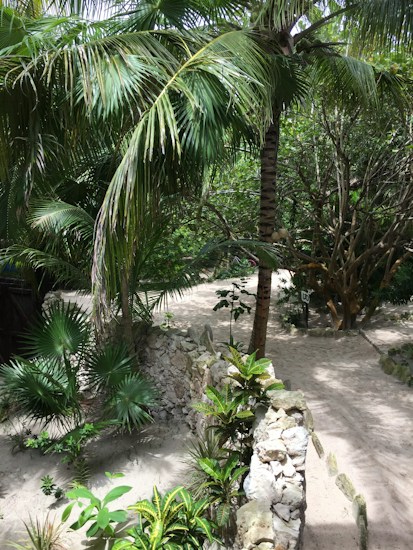 A lush tropical scene with palm trees and various green plants overtaking a sandy and rocky pathway. The dense foliage offers a mix of sunlight and shadow, creating a serene and natural atmosphere.