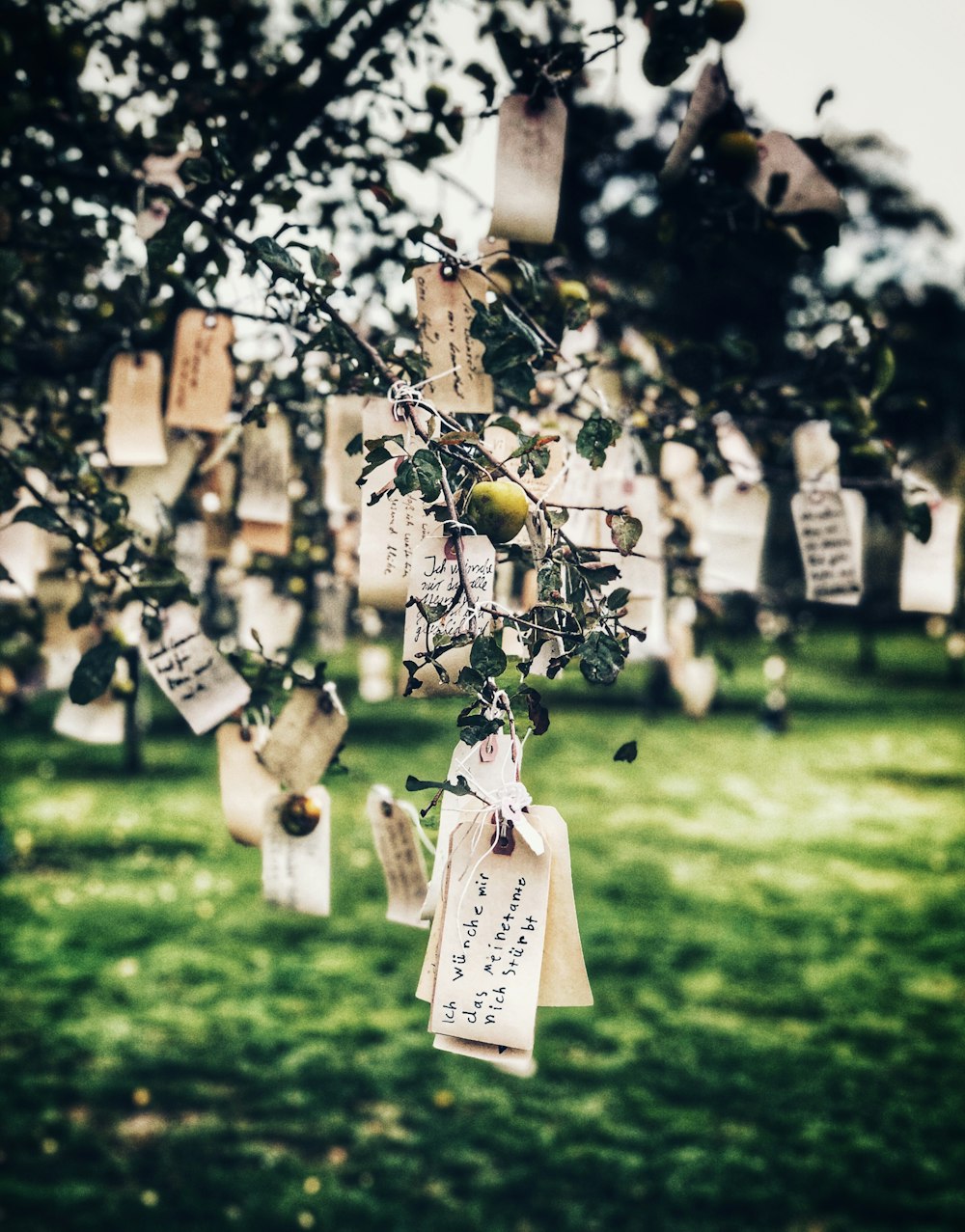 a bunch of tags hanging from a tree