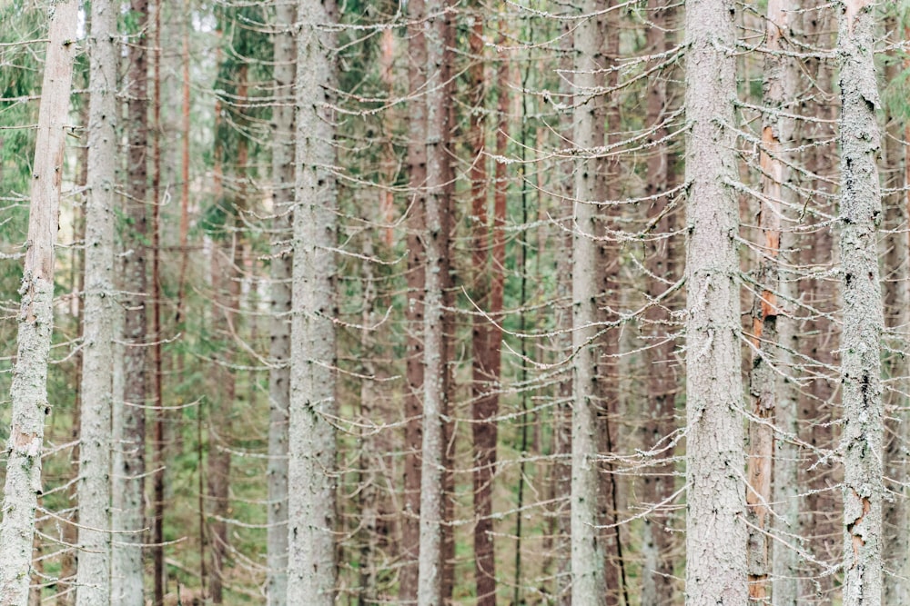 a couple standing in the middle of a forest