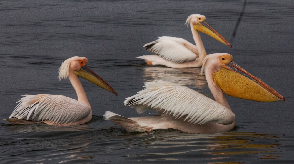 a flock of pelicans floating on top of a body of water