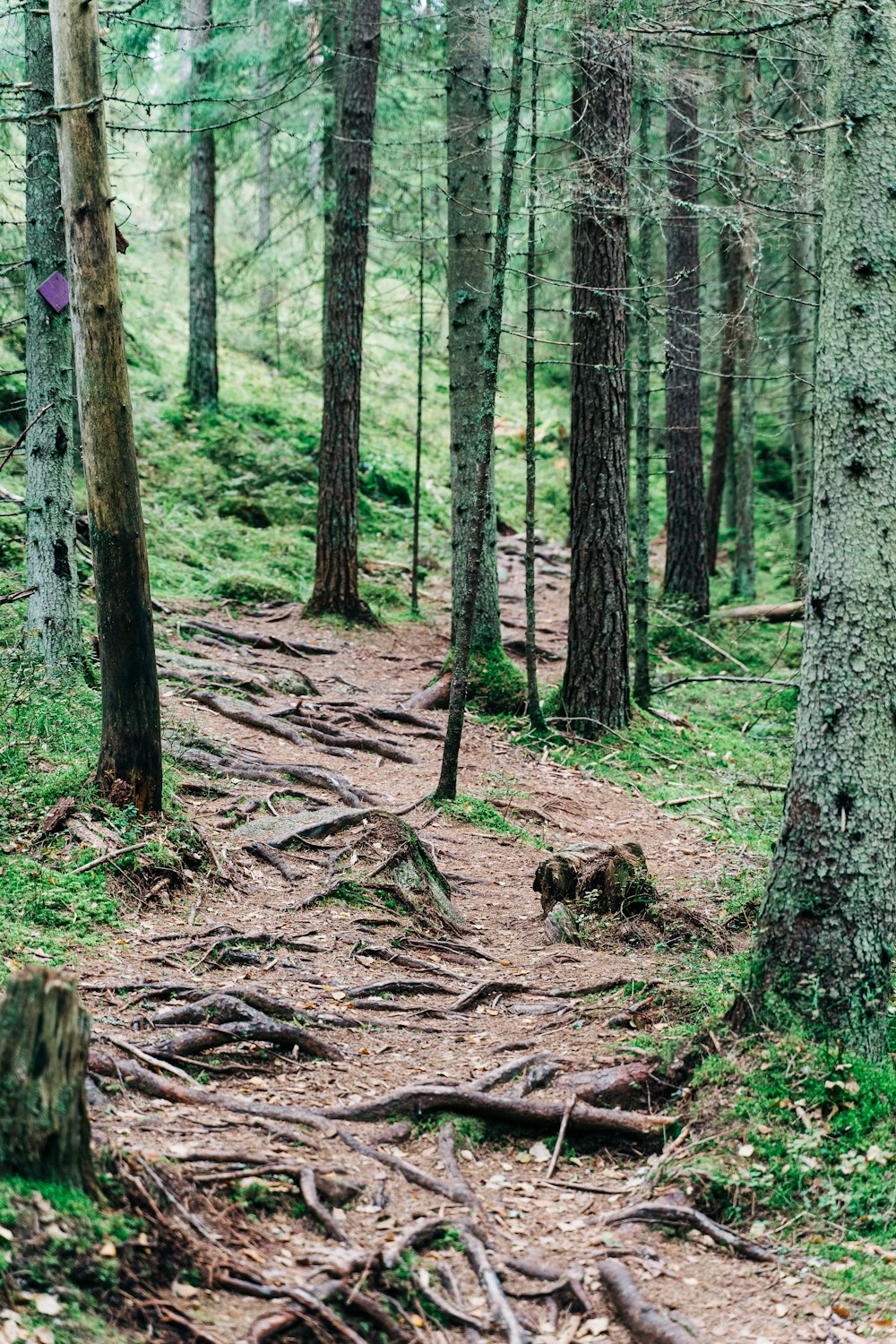 a trail in the woods with lots of trees