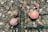 Several red mushrooms with white spots, likely Amanita muscaria, are scattered on a forest floor covered with dry leaves and twigs.