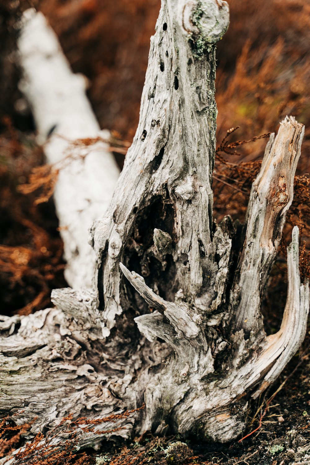 a close up of a tree stump in a field