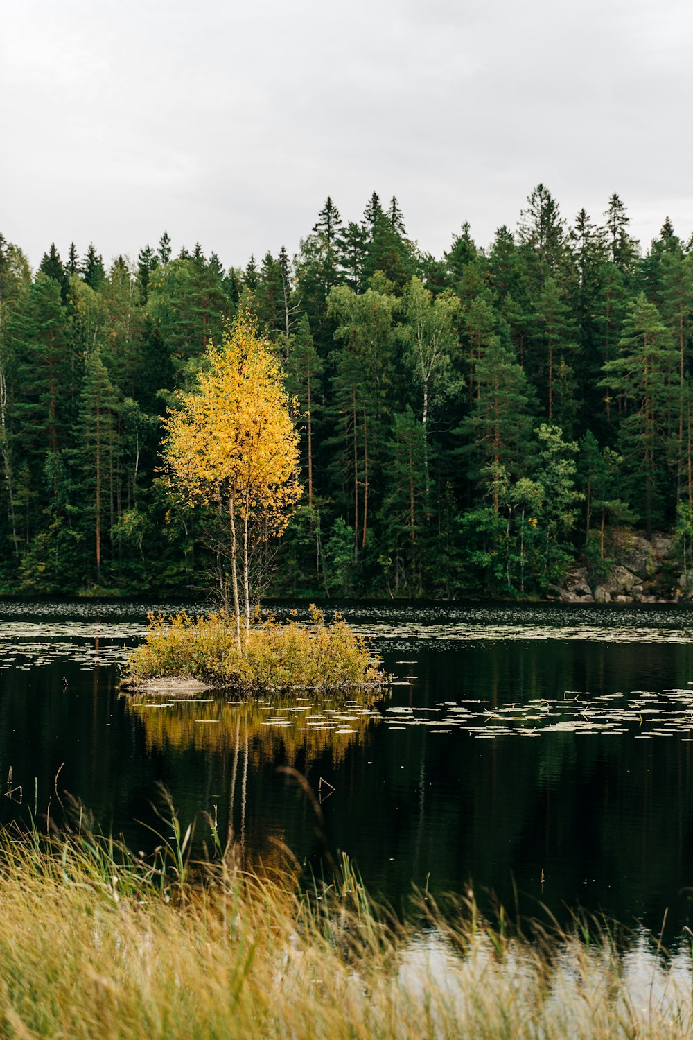 a lone tree in the middle of a lake