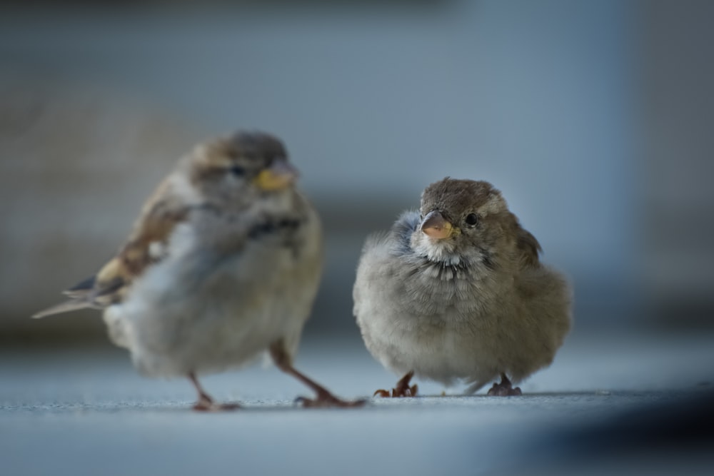 a couple of small birds standing on top of a floor