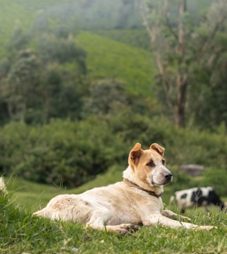 a dog laying in a field of grass