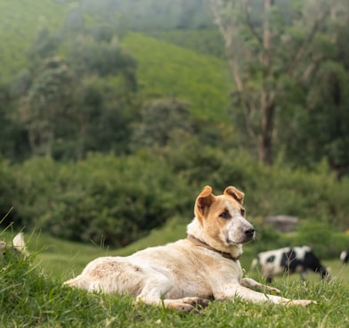 a dog laying in a field of grass