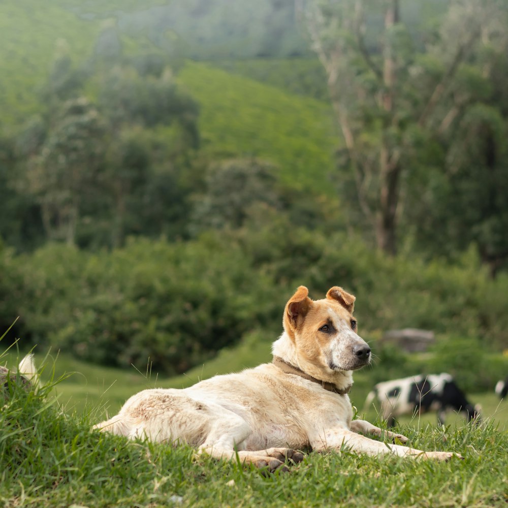 a dog laying in a field of grass