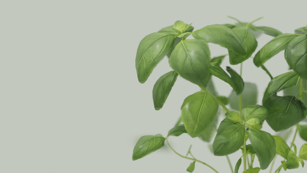 a close up of a plant with green leaves