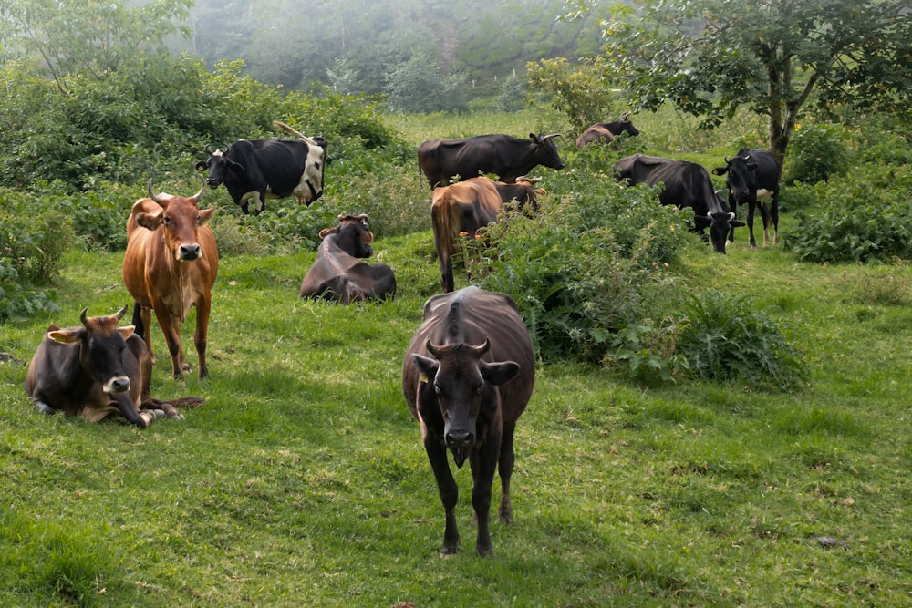 a herd of cattle grazing on a lush green hillside