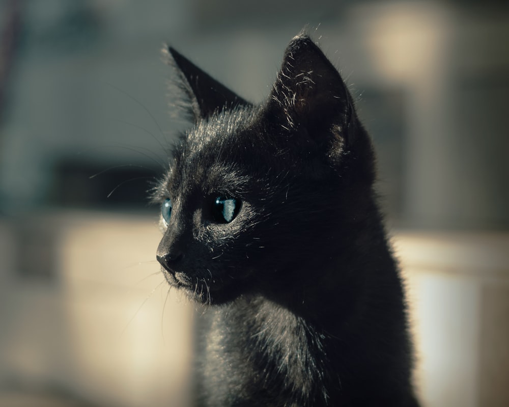 um gato preto com olhos azuis olhando para algo