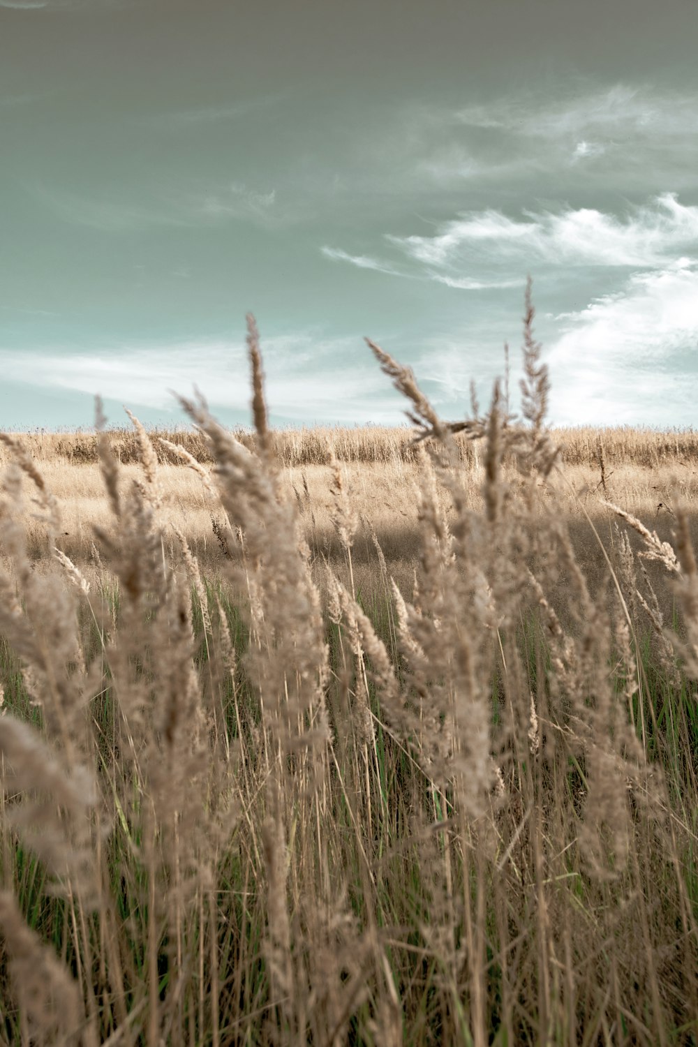 a field of tall grass under a cloudy sky