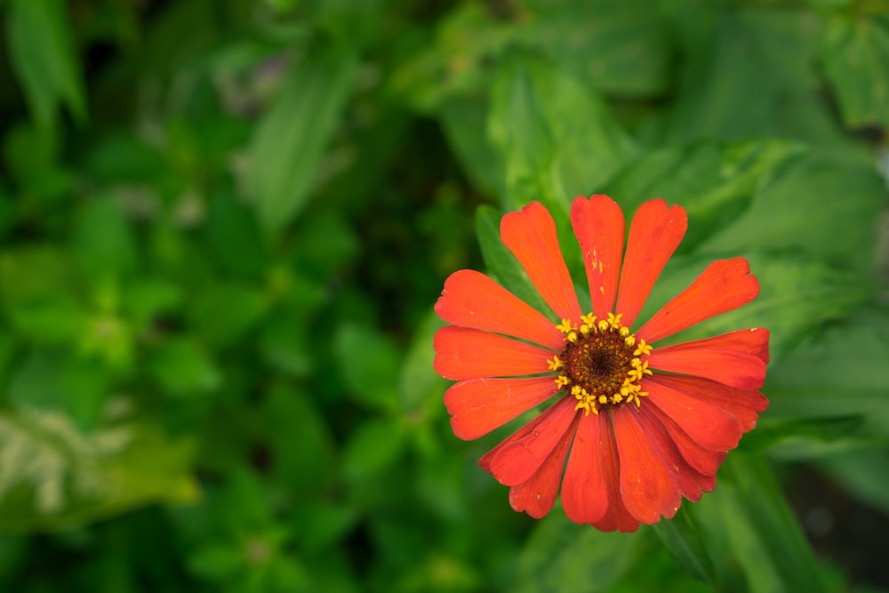 a red flower with a yellow center surrounded by green leaves
