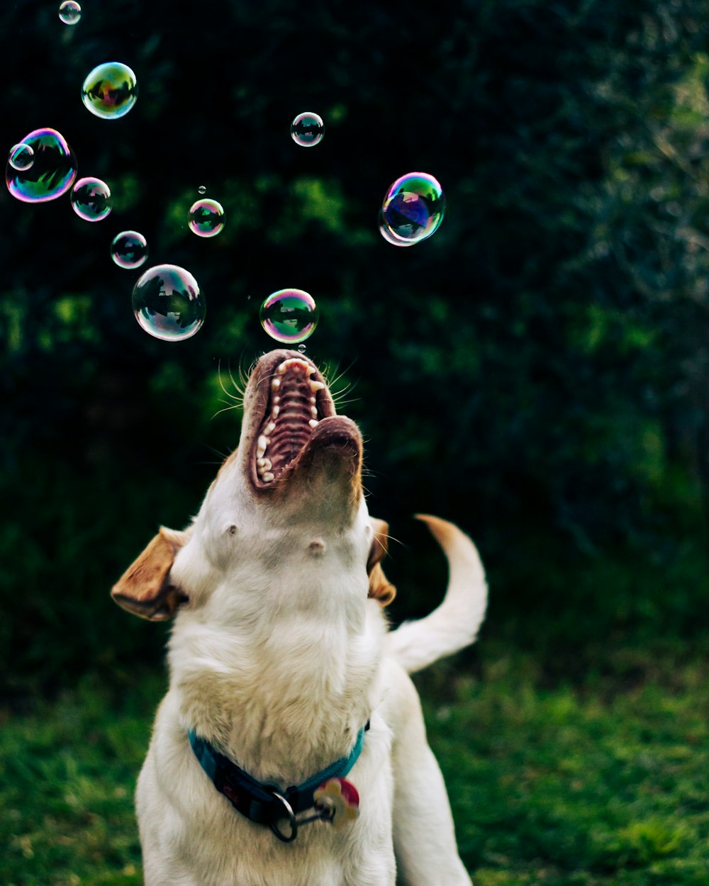 Un cane con la bocca aperta e le bolle nell'aria