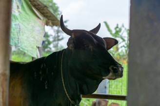 A black cow with horns is standing in a shelter, looking to the side. The background shows a blurred mix of green foliage and part of a building structure.