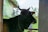 A black cow with horns is standing in a shelter, looking to the side. The background shows a blurred mix of green foliage and part of a building structure.
