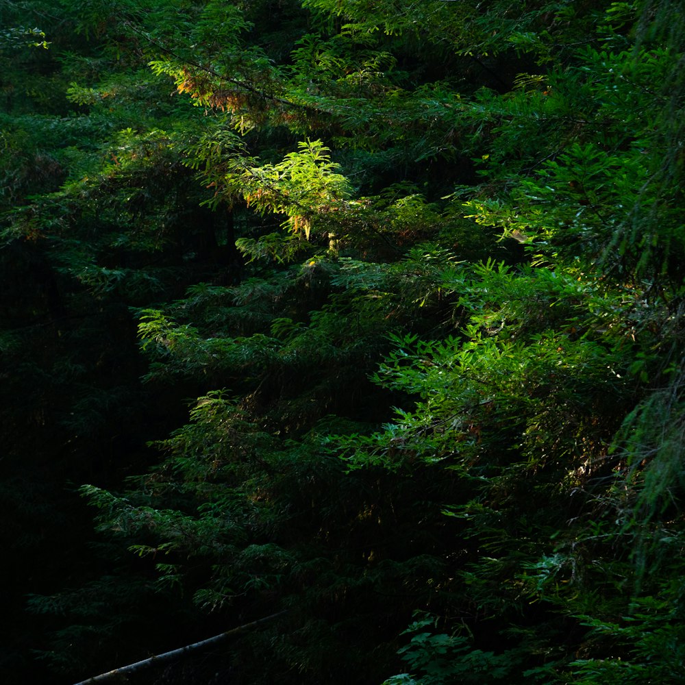 Ein Wald voller grüner Bäume