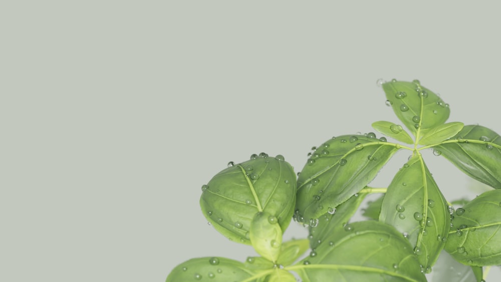 a green plant with water drops on it