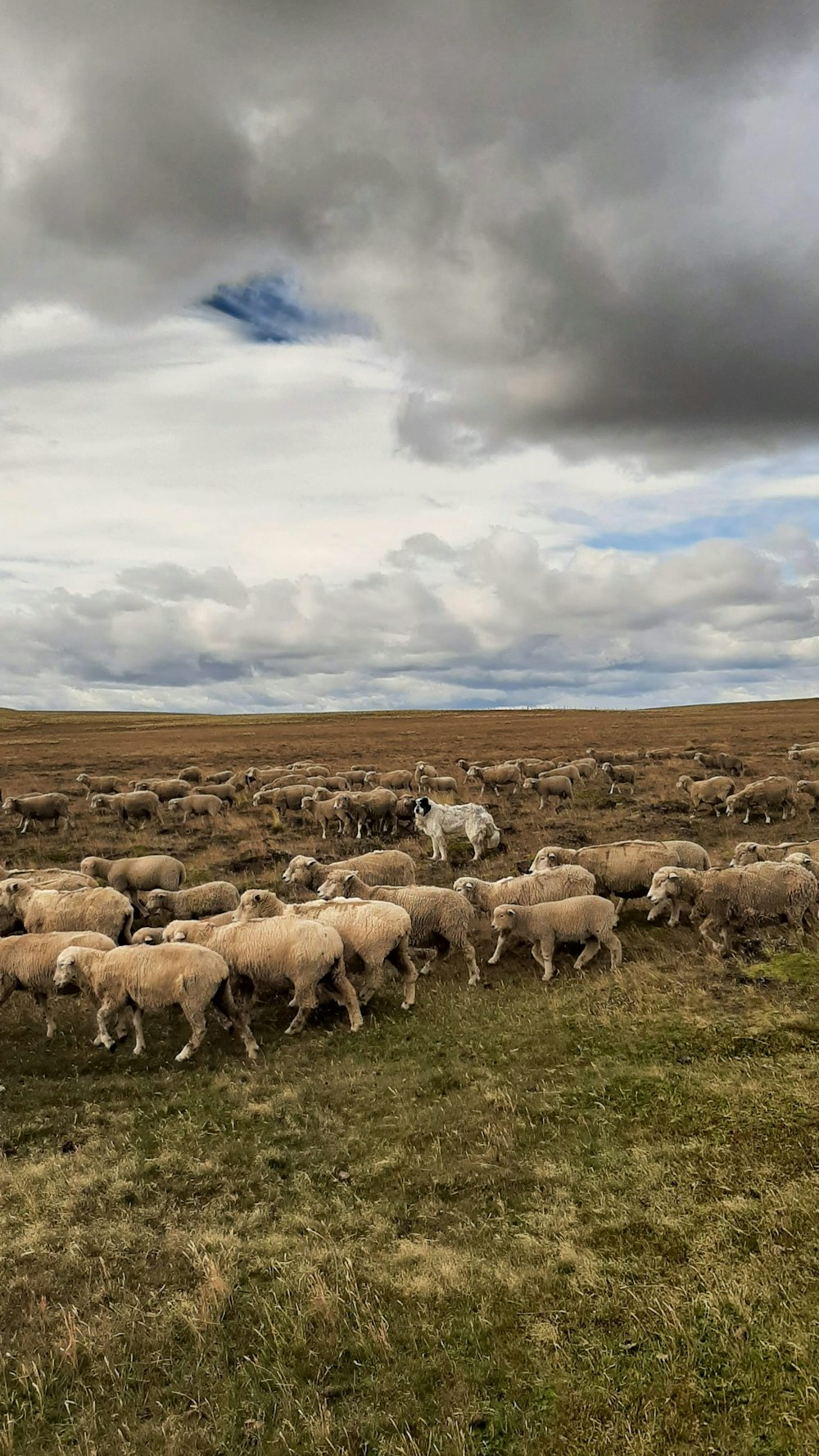 a herd of sheep walking across a grass covered field