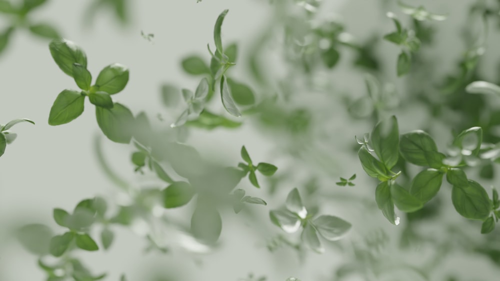 un mazzo di foglie verdi che fluttuano nell'aria