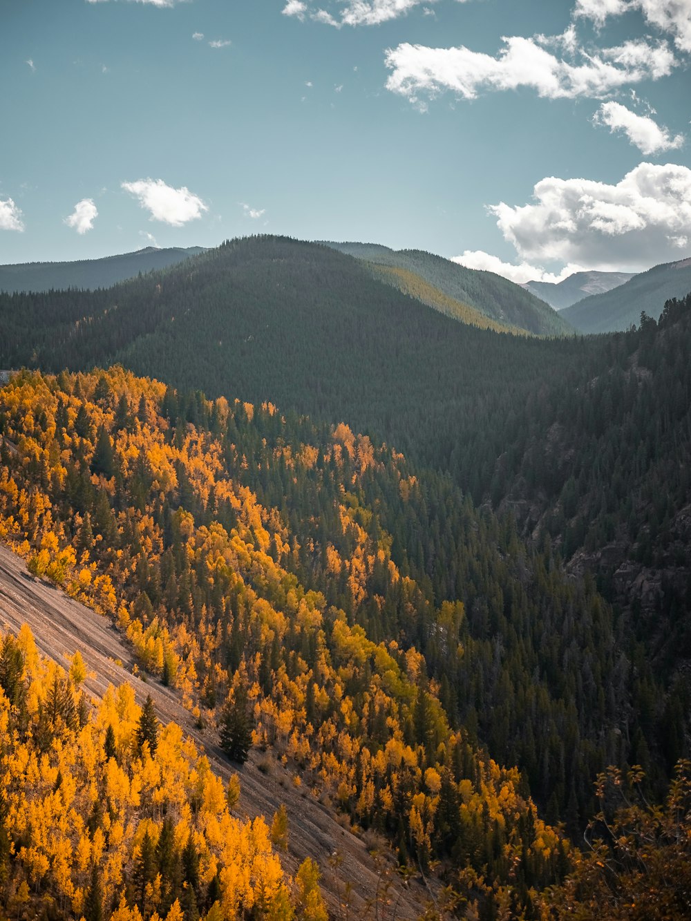 a scenic view of a forest with yellow and green trees