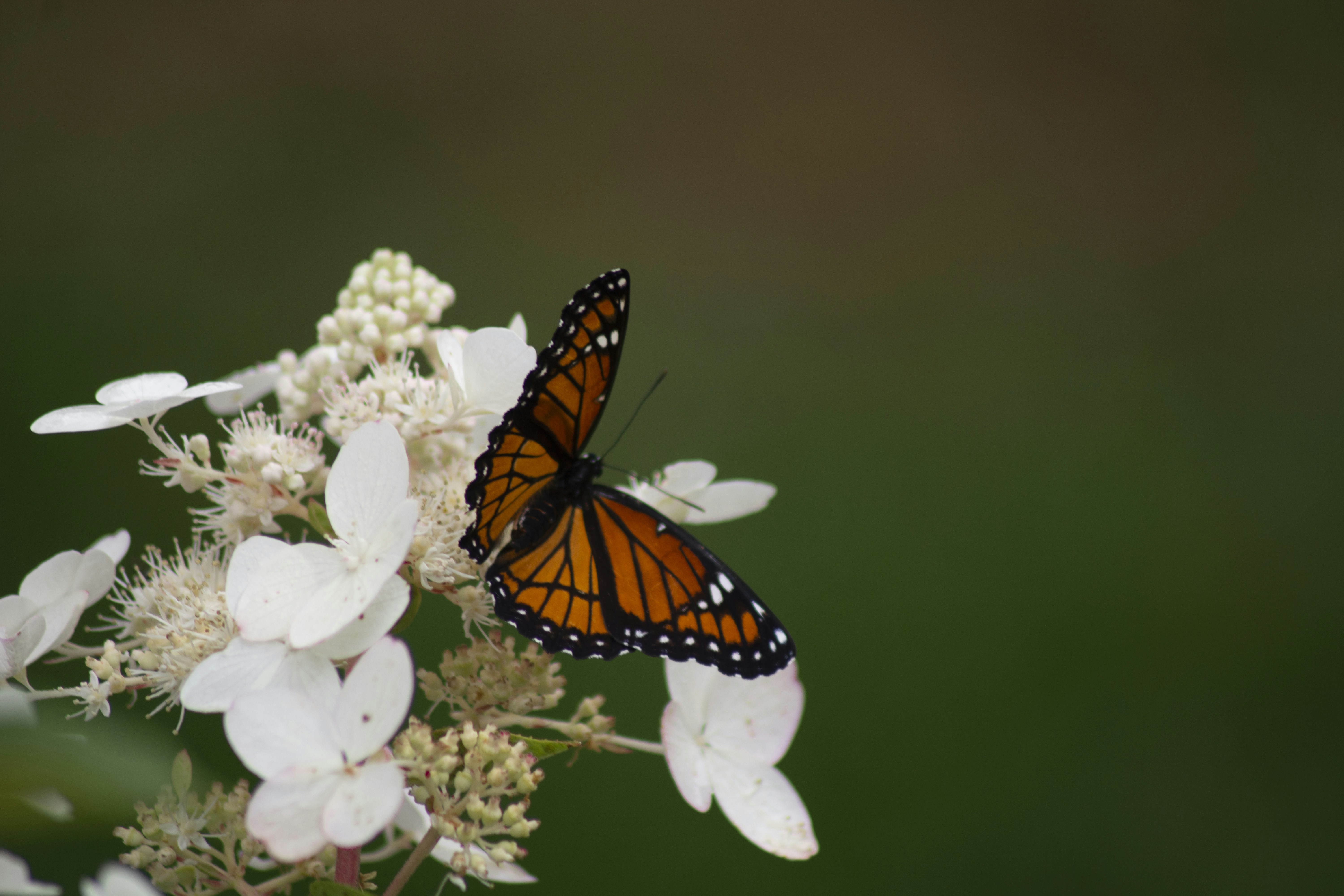 A close up of a butterfly on a flower photo – Free Butterfly Image on  Unsplash, image size:3000x2000